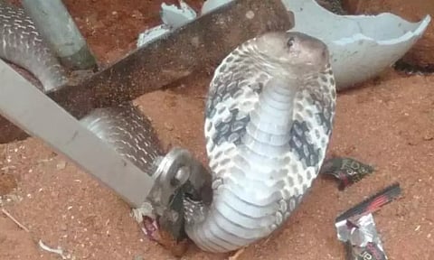 வியாபாரி வீட்டுக்குள் புகுந்த பாம்பு