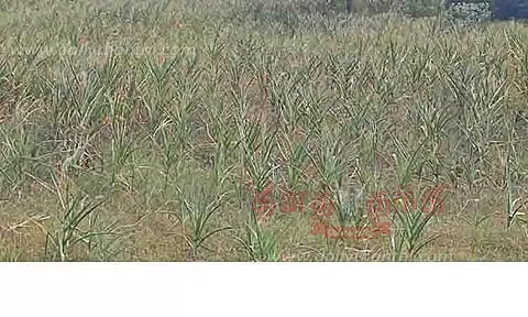 போதிய மழை பெய்யாததால் கருகும் மக்காச்சோள பயிர்கள்