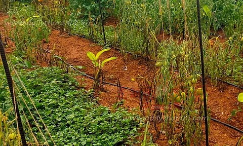 தக்காளி செடிகளில் வாடல் நோய் தாக்குதல்