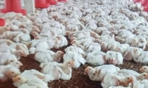 கறிக்கோழி கொள்முதல் விலை தொடர் சரிவு