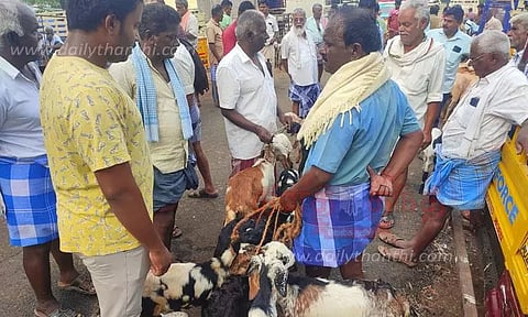 பொள்ளாச்சியில் ஆட்டு சந்தை