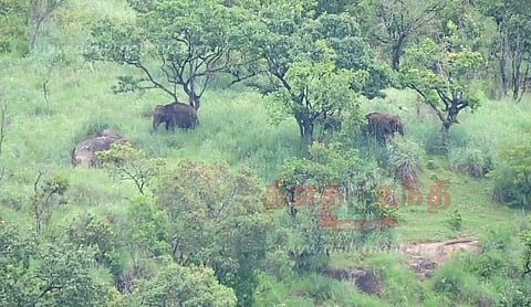 பேத்துப்பாறை பகுதியில் புகுந்த காட்டுயானைகள்