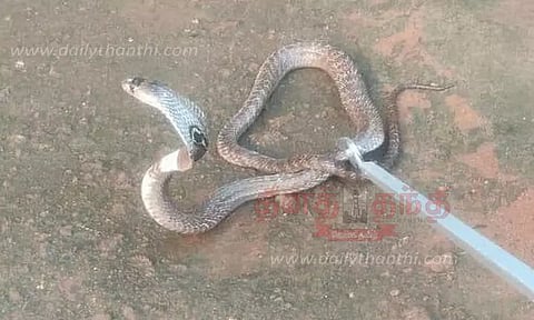 விக்கிரமசிங்கபுரத்தில் நல்ல பாம்பு பிடிபட்டது
