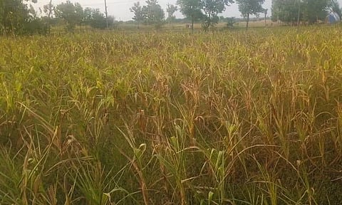 தண்ணீரின்றி கருகி வரும்25 ஆயிரம் ஏக்கர் மக்காச்சோள பயிர்கள்