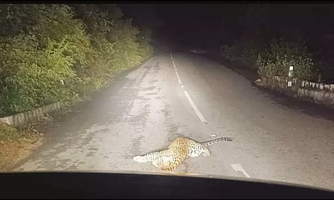 நடுரோட்டில் செத்து கிடந்த சிறுத்தை