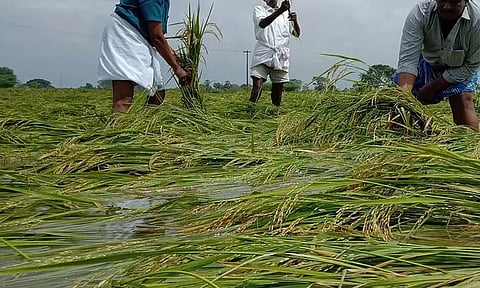 டெல்டா மாவட்டங்களில் பயிர் சேதம் - நாளை முதல்-அமைச்சரிடம் அறிக்கை சமர்ப்பிக்கிறது அமைச்சர்கள் குழு