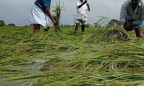 டெல்டா மாவட்டங்களில் பயிர் சேதம்: முதல்-அமைச்சரிடம் இன்று அறிக்கை சமர்ப்பிக்கிறது அமைச்சர்கள் குழு