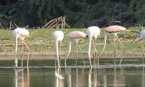 லட்சக்கணக்கில் நாகைக்கு படையெடுத்த வெளிநாட்டு பறவைகள்.. மனதை மயக்கும் ரம்மியமான காட்சி..!