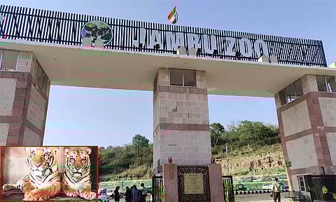 தமிழ்நாட்டில் இருந்து ஜம்பு உயிரியல் பூங்காவுக்கு ஒரு ஜோடி வங்கப் புலிகள் வருகை