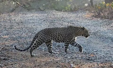 சிறுத்தைப்புலி தாக்கியதில் 5 வயது சிறுவன் பலி