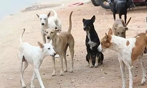 தெருவில் சுற்றி திரியும் நாய்களுக்கு தடுப்பூசி செலுத்த சென்னை மாநகராட்சி திட்டம்!