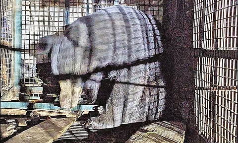 ஊருக்குள் புகுந்து அட்டகாசம் செய்த கரடி சிக்கியது