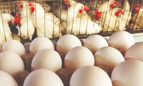 மத்திய பிரதேசத்தில் உணவு பாதுகாப்பு விதிமுறைகளின்படி திறந்த வெளியில் முட்டை, மாமிசம் விற்க தடை