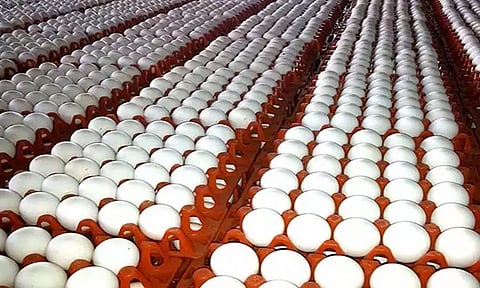 முட்டை கொள்முதல் விலை அதிரடி உயர்வு