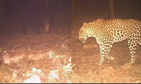 திருப்பதி மலைப்பாதையில் மீண்டும் சிறுத்தை, கரடி நடமாட்டம்