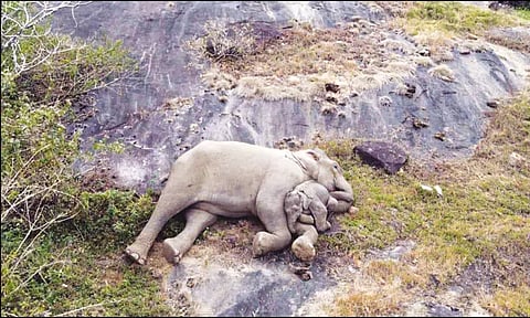 தாய் அரவணைப்பில் தூங்கும் குட்டி யானை: சமூக வலைத்தளங்களில் வீடியோ வைரல்