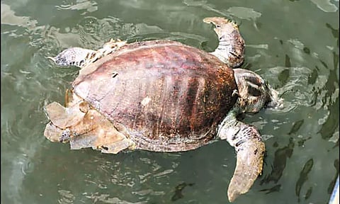 திருவொற்றியூர், காசிமேடு கடற்கரையில் இறந்த நிலையில் கரை ஒதுங்கிய ஆமைகள்