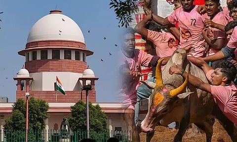 ஜல்லிக்கட்டுக்கு எதிரான சீராய்வு மனு - விசாரணைக்கு பட்டியலிட சுப்ரீம் கோர்ட்டு பரிசீலனை