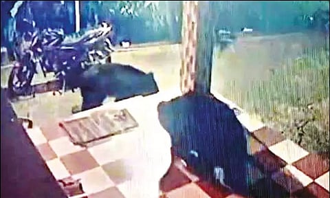 ஊருக்குள் புகுந்த கரடிகள்.. வீட்டு வளாகத்தில் சுற்றித்திரிந்ததால் மக்கள் அச்சம்