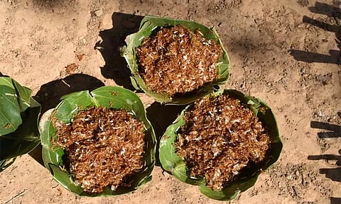 ஒடிசாவின் பாரம்பரிய உணவான சிவப்பு எறும்பு சட்னிக்கு புவிசார் குறியீடு வழங்கிய மத்திய அரசு..!