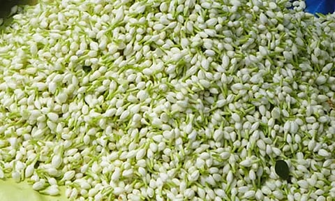 பொங்கல் பண்டிகையையொட்டி மதுரையில் மல்லிகைப்பூ விலை கிடுகிடு உயர்வு