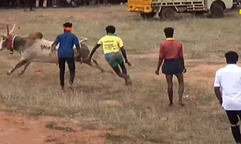 சிவகங்கை மஞ்சுவிரட்டில் மாடு முட்டி ஒருவர் உயிரிழப்பு