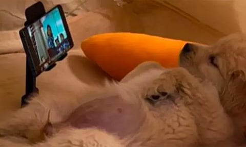 செல்போன்கள் முதலில் மனிதர்களை கெடுத்தன; இப்போது நாய்கள்.. வைரலாகும் வீடியோ