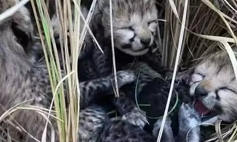 நமீபியாவில் இருந்து இந்தியா கொண்டுவரப்பட்ட சிறுத்தை 3 குட்டிகளை ஈன்றது