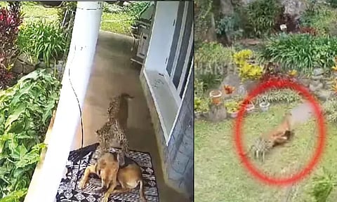 கோத்தகிரியில் வீட்டு முன்பு படுத்திருந்த நாயை கவ்வி இழுத்து சென்ற சிறுத்தை - வைரல் வீடியோ