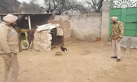 உயிருக்கு அச்சுறுத்தல்: ஒற்றை சேவலுக்கு போலீஸ் பாதுகாப்பு