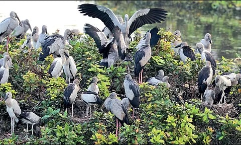 வேடந்தாங்கல் சரணாலயத்தில் 35 ஆயிரம் வெளிநாட்டு பறவைகள்