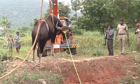 கிணற்றில் தவறி விழுந்து உயிருக்கு போராடிய காட்டெருமை: பத்திரமாக மீட்ட வனத்துறை
