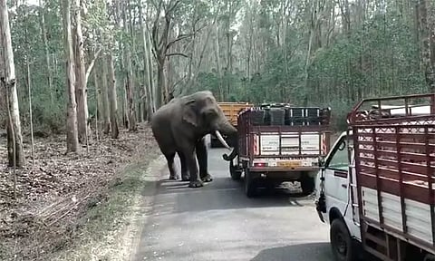 சத்தியமங்கலம் அருகே வாகனங்களை துரத்திய காட்டு யானை: பதறிய வாகன ஓட்டிகள்