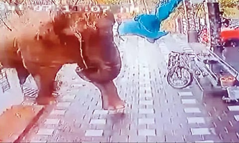 தொழிலாளியை ஓட ஓட விரட்டி கொன்ற காட்டு யானை