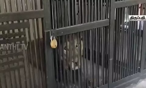 திருப்பதி: உயிரியல் பூங்காவில் சிங்கம் தாக்கி இளைஞர் உயிரிழப்பு - தடுப்புகளை தாண்டிச் சென்றதால் விபரீதம்