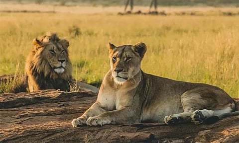 சீதா, அக்பர் - சிங்கங்களின் பெயரை மாற்ற உத்தரவு