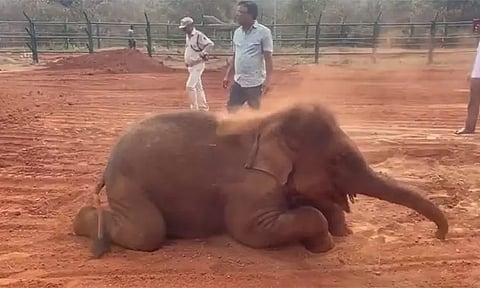 நீங்கள்தான் ஹோலி கொண்டாடுவீர்களா? நானும் கொண்டாடுவேன்...குட்டி யானை செய்த சுட்டி