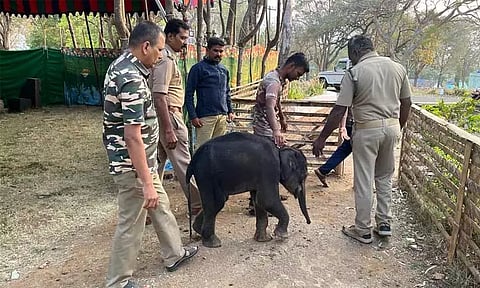 முதுமலை காப்பகத்துக்கு அனுப்பப்பட்ட குட்டி யானை