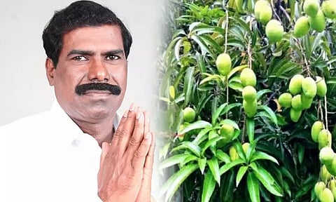 மாம்பழம் சுவைக்க அறுவடை காலம் மிக விரைவில் - ஜி.கே.மணி