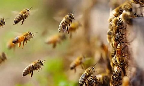 மத்திய பிரதேசம்: தேனீக்கள் கொட்டியதால் ஒருவர் உயிரிழப்பு - 4 பேர் மருத்துவமனையில் அனுமதி