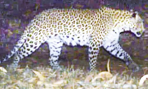 அலிபிரி நடைபாதையில் மீண்டும் சிறுத்தை நடமாட்டம் - பக்தர்கள் அச்சம்