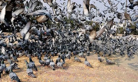 பெங்களூரு: புறாக்களுக்கு உணவு வைத்தால் ரூ.200 அபராதம்