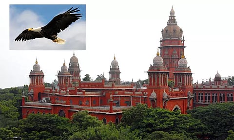 கழுகுகளை காப்பாற்ற கோரிய வழக்கு: பதில் அளிக்காவிட்டால் அபராதம் - மத்திய, மாநில அரசுகளுக்கு ஐகோர்ட்டு எச்சரிக்கை