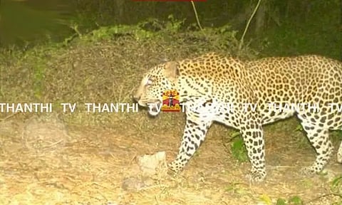 மயிலாடுதுறையில் உலா வரும் சிறுத்தையின் புகைப்படம் வெளியானது