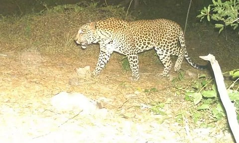 காஞ்சிவாய் கிராமத்தில் முகாமிட்ட சிறுத்தை: பிடிக்கும் பணியில் வனத்துறையினர் தீவிரம்