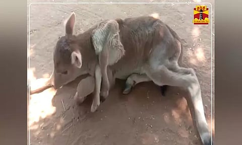 பழனியில் ஆறு கால்களுடன் பிறந்த அதிசய கன்று குட்டி