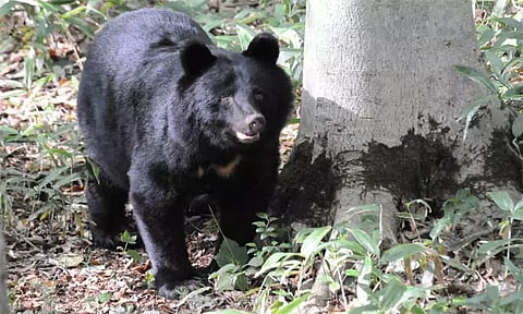 கரடிகளை அழிக்க அனுமதி அளித்தது ஜப்பான்.. காரணம் இதுதான்..!