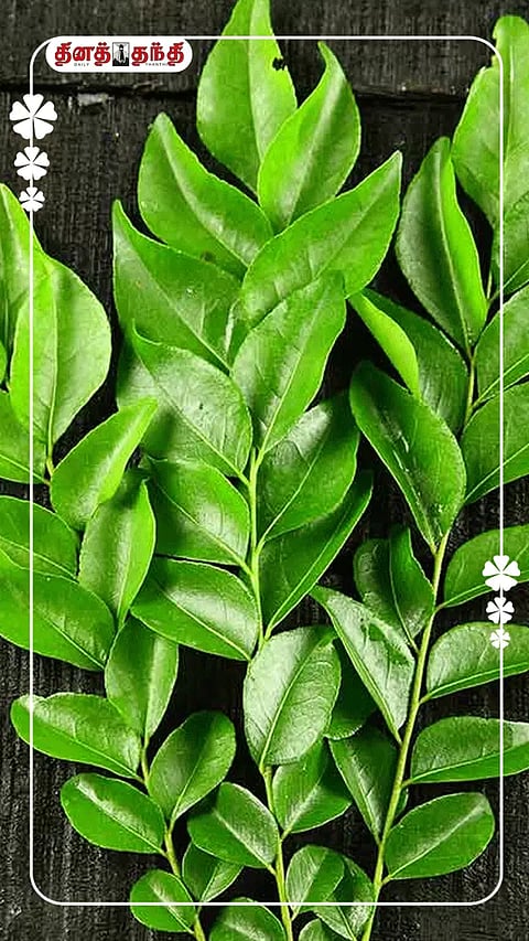 இவ்வளவு நன்மைகளா?கறிவேப்பிலையை இனி தூக்கிப்போட மாட்டீங்க..