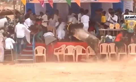 மேடைக்குள் புகுந்த காளை.. தெறித்து ஓடிய விழா கமிட்டியாளர்கள்: மஞ்சுவிரட்டு போட்டியில் பரபரப்பு