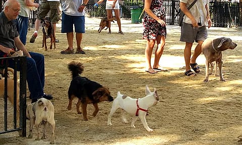 சென்னை மாநகராட்சி பூங்காக்களில் வளர்ப்பு நாய்களை அழைத்து வர கட்டுப்பாடுகள் விதிப்பு